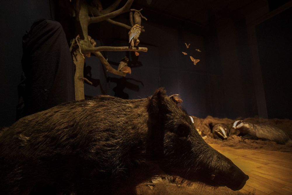 Naturparkzentrum Eberbach Wildschweine